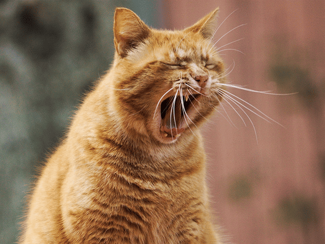 chat